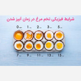 تخم مرغ پز برقی مدل my dream ، طرح مرغ کاکلی (زرد و سفید)